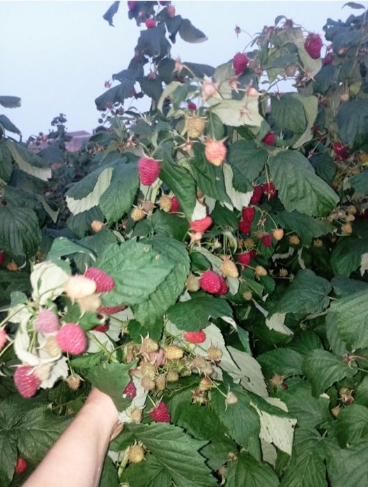 Продам саджанці ремонтантної малини різних сортів