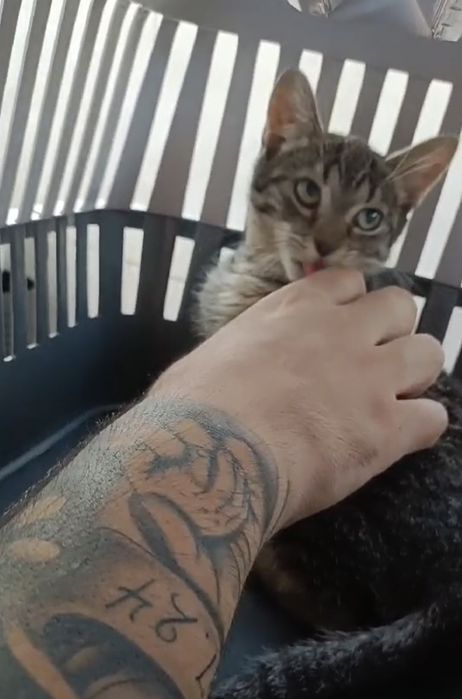 Gatinho 2 meses ADOÇÃO