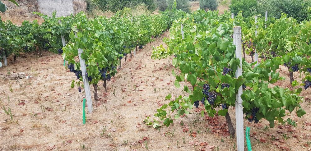 Uvas para vinho DE excelente qualidade