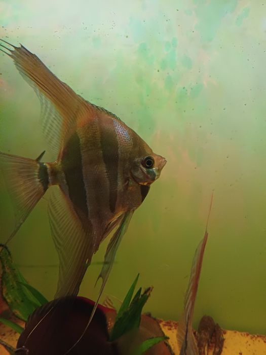 Okazja Altumy Orinoco