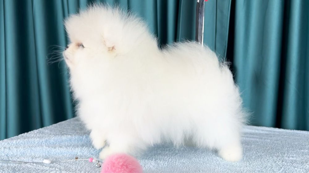 Предлагается к продаже очаровательный щенок померанского шпица