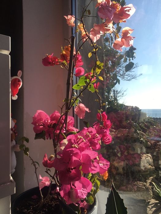 Аренда большого дома фонтан котеджа посуточно, подобово Вид на море