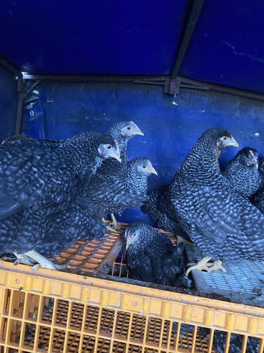 Молоденькі Курочки Домінанти 3,5 місяців