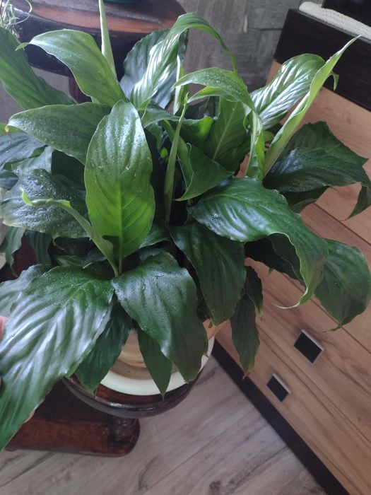 Комнатные  цветы