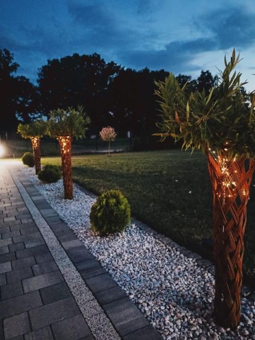 Wierzba pleciona, drzewko ozdobne