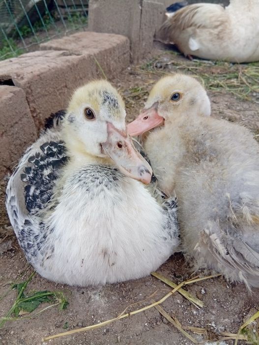Patos mudos para venda!