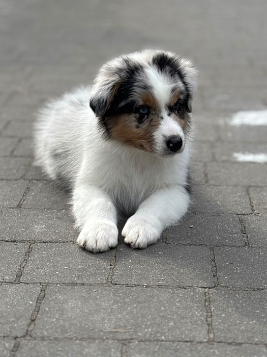 Owczarek australijski Aussie chłopiec