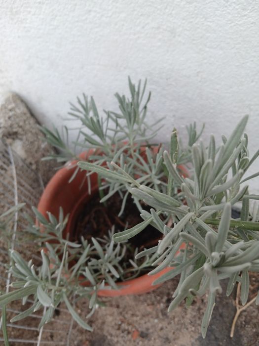 Lavanda, cheira muito bem