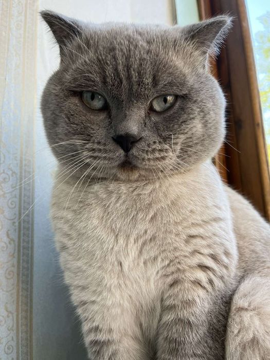 Вязка британских котов