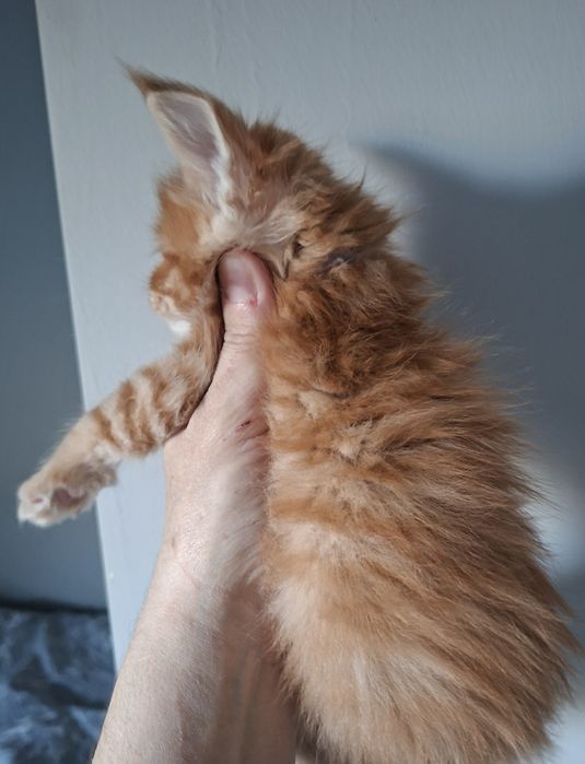 Rudy kocurek Maine Coon