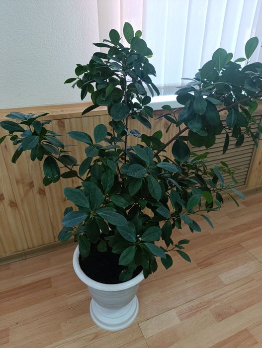 Фикус микрокарпа