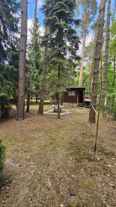 Wyjątkowa działka z domkiem letniskowym 3 minuty od rzeki Bug – 700 m² Brańszczyk - Widok 3