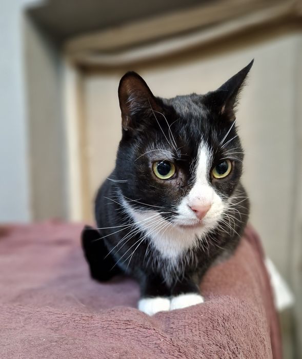 Kirys 4 letni kocurek