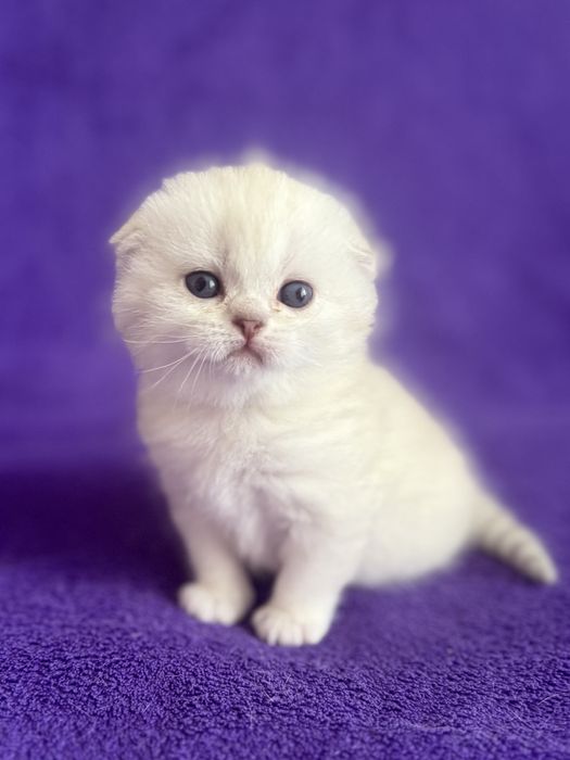 Ідеальний хлопчик лілак-поінт