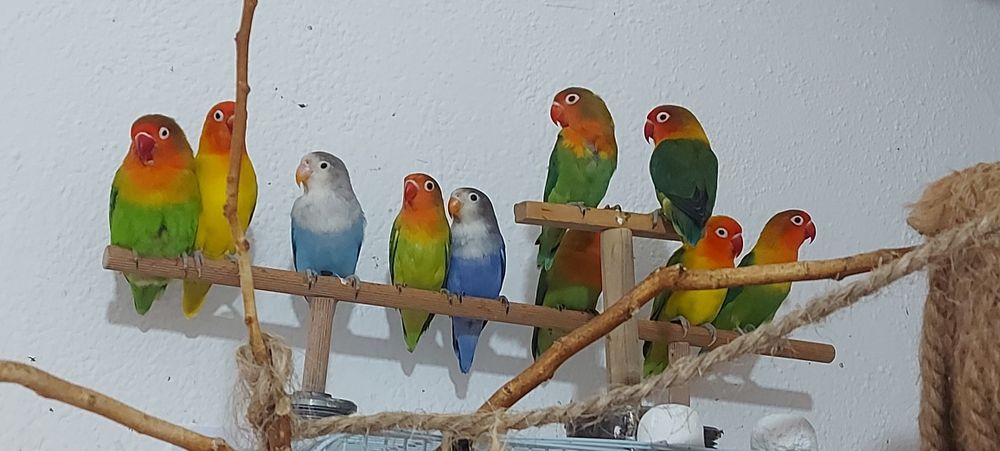 Vendo Agapornis Fischers Opalino.