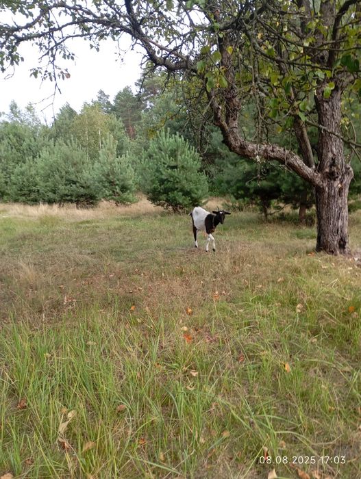 Реквинець лісове 38