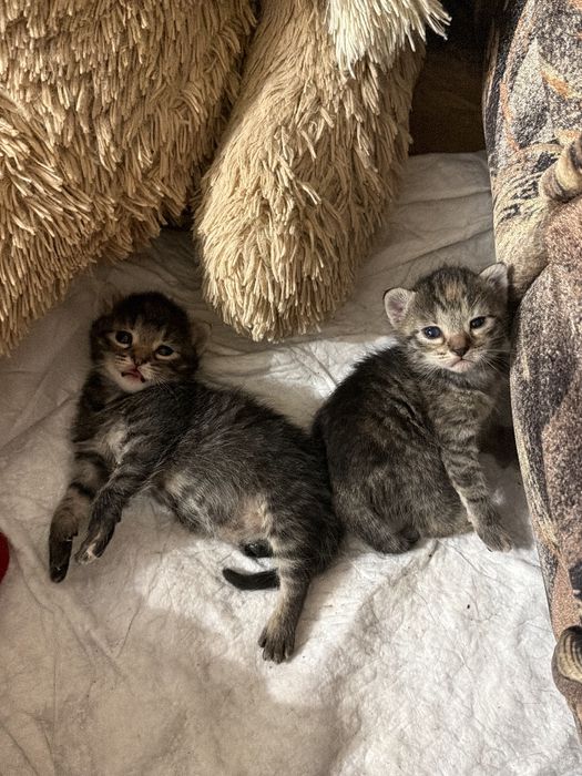 Котята домашні 1 мес. дівчинки і хлопчик