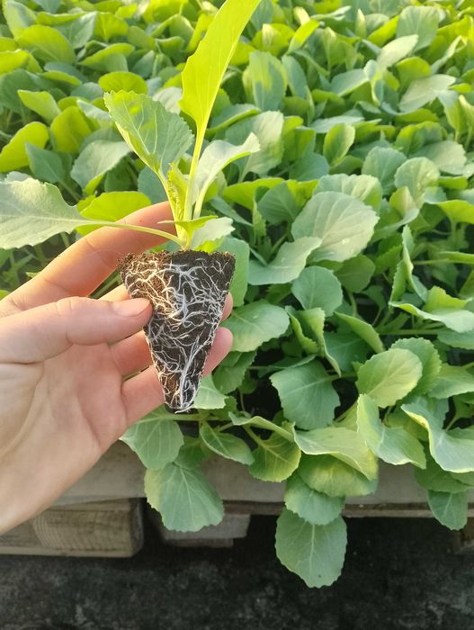 rozsada kapusty wczesnej