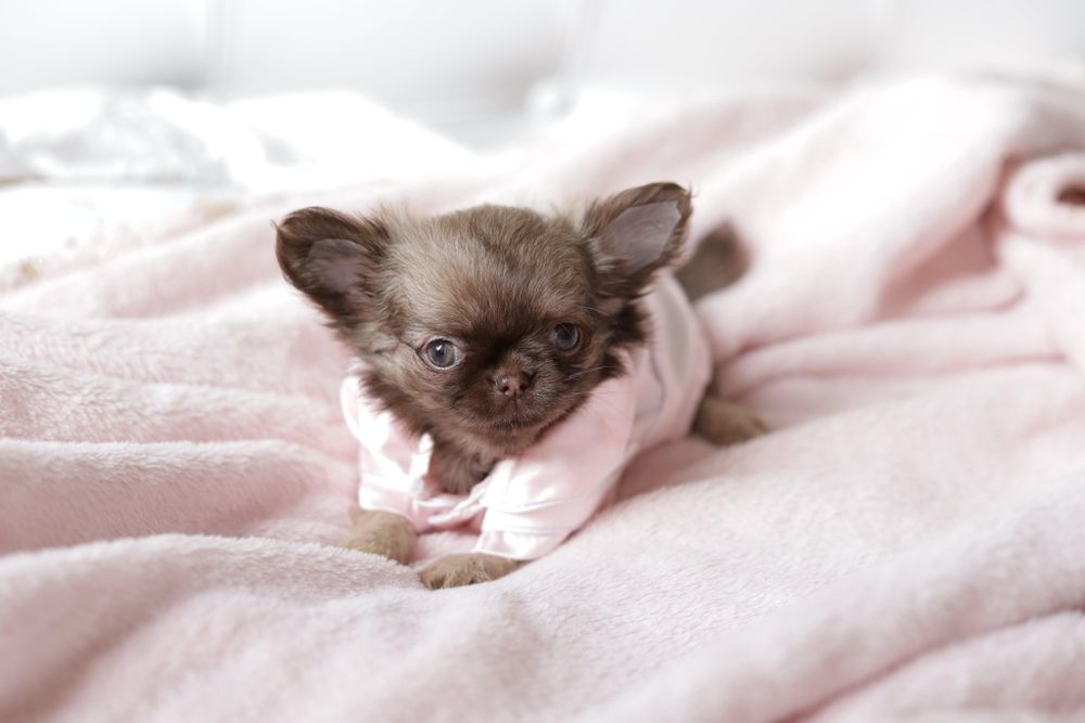 Chihuahua FCI dziewczynka