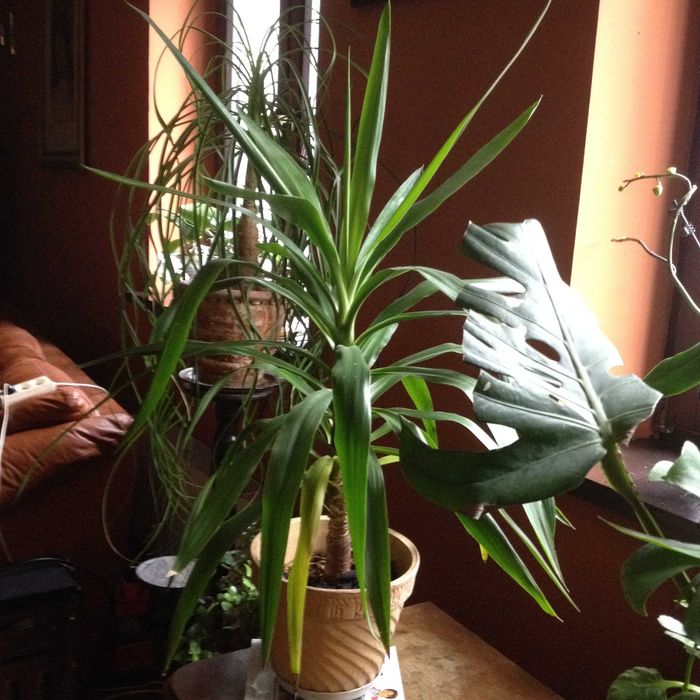 kwiaty doniczkowe monstery