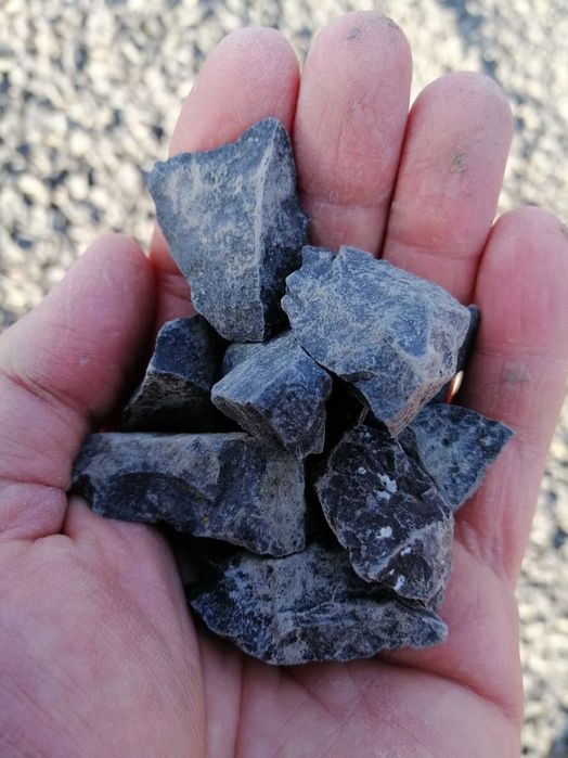 Grys dalmatyńczyk i grafitowy