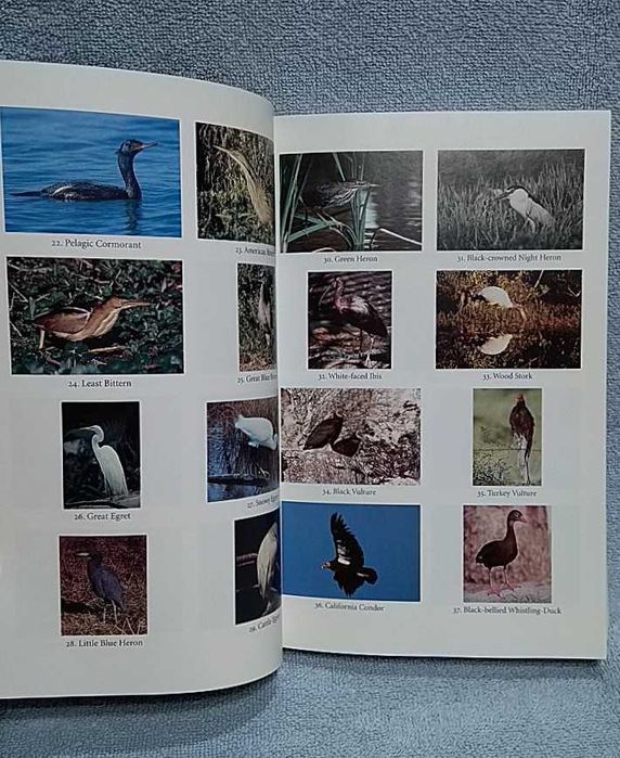 Ptaki Południowego-Zachodu po angielsku