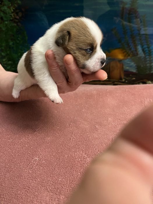 Щенки Джек Рассела