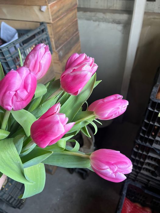 Продам тюльпан от производителя опт