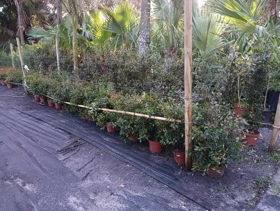 Eugenias , Plantas de Sebe, Muro verde