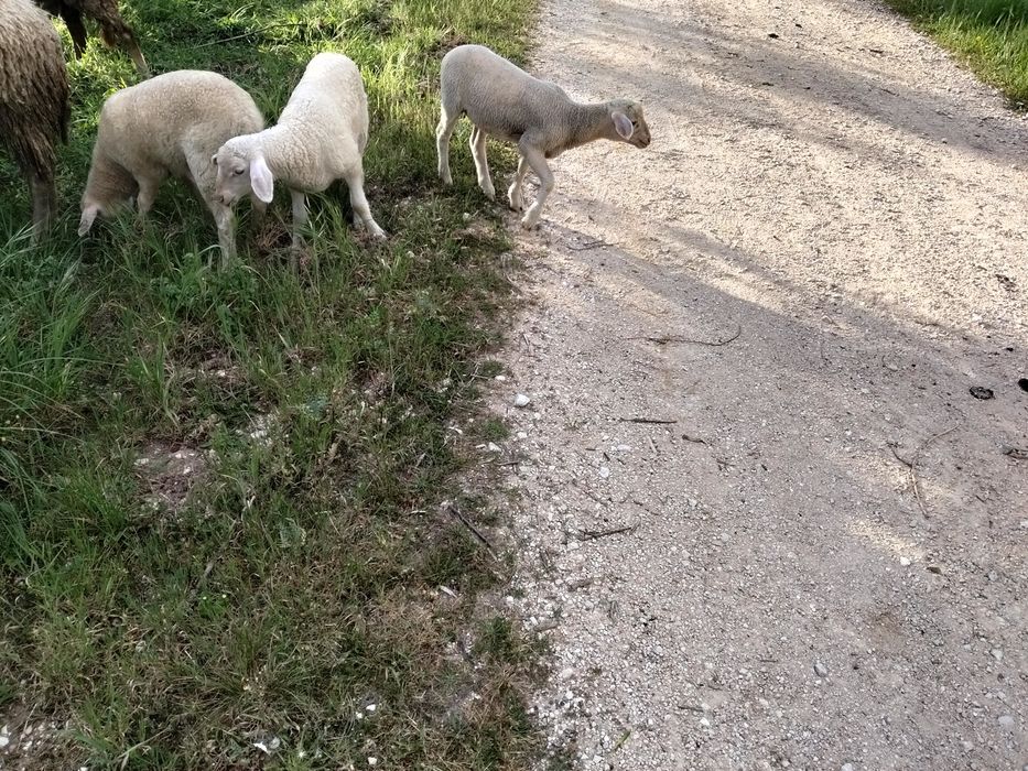 Vende-se três borregos