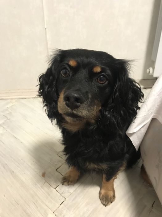 Знайдено собаку хлопчик метис спаніеля