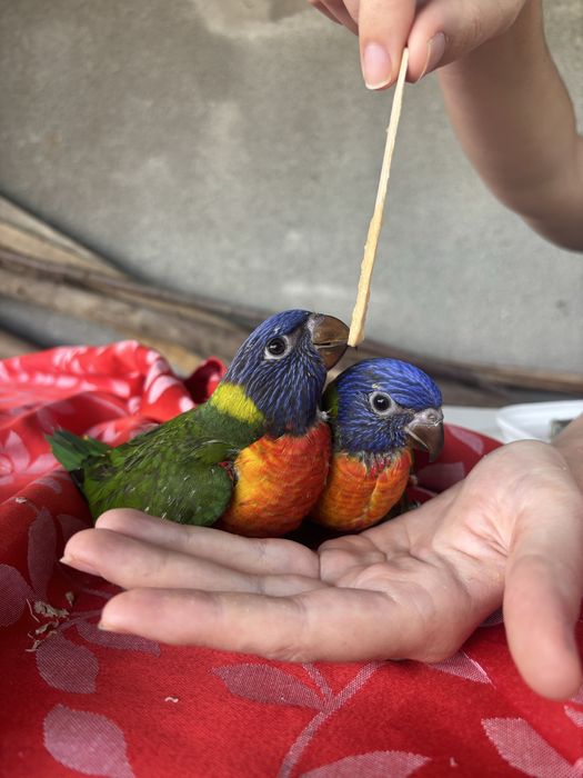 Loris domesticados criados a mão