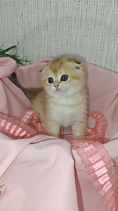 Шикарні висловухі золоті шиншили