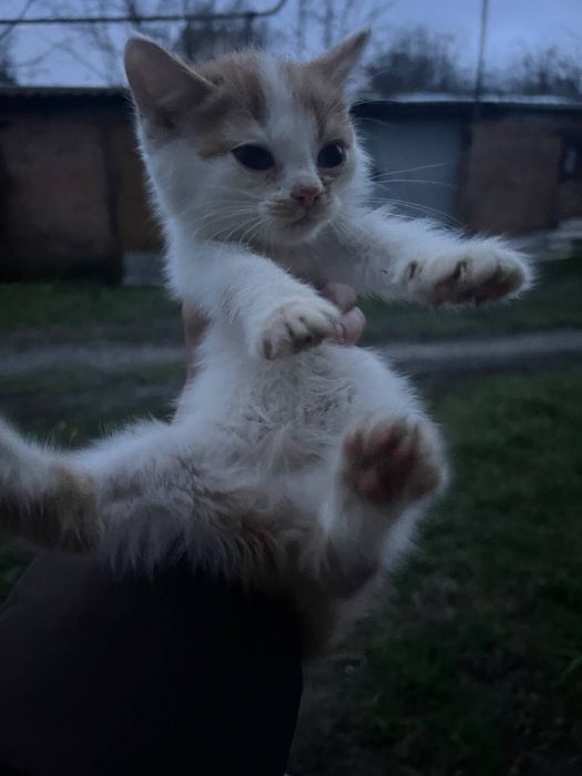 котенята вуличні