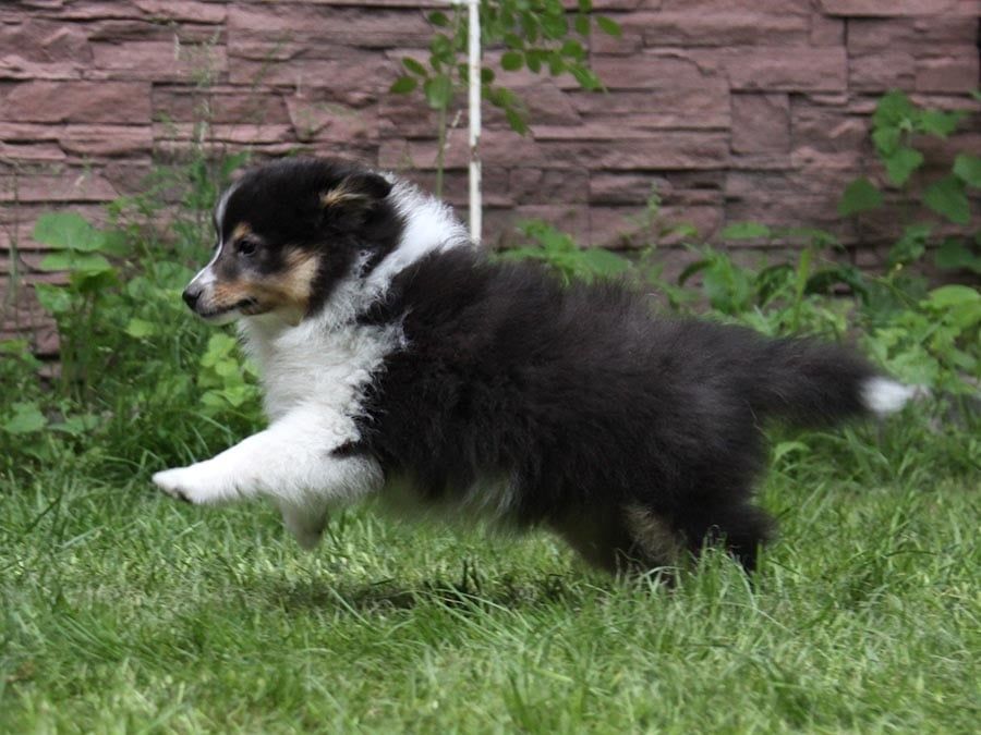 Шелті для самих кращих людей!