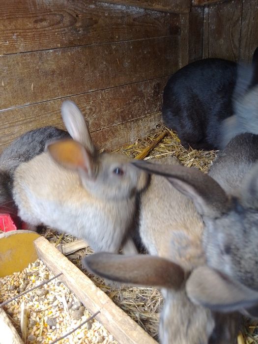 Кроленята мішана порода