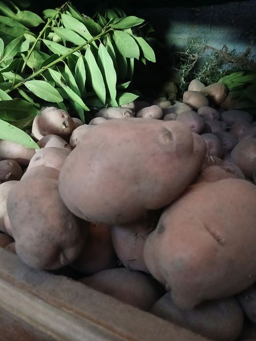 Batatas de qualidade  novas
