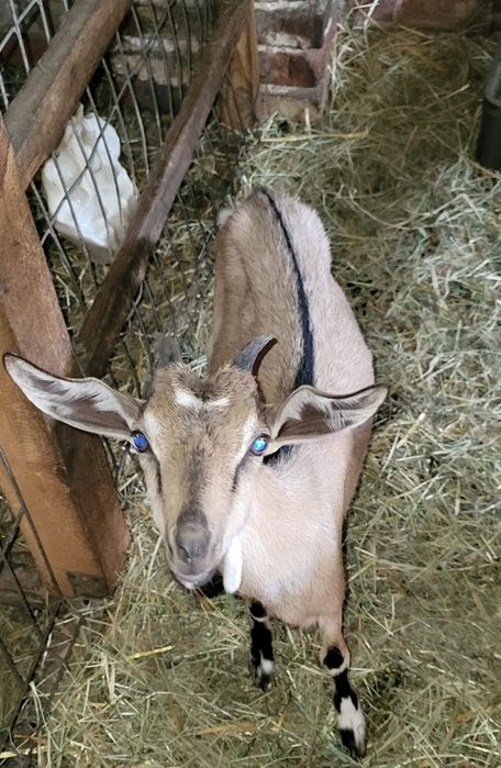 Koziołki i kózki na sprzedaż