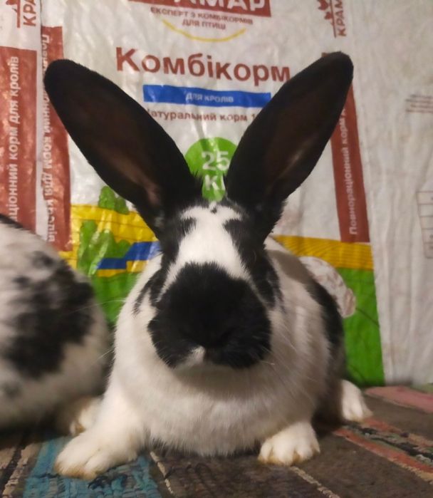 Кролі . Молоді кролиці Німецького строкача вік 4,5 міс.