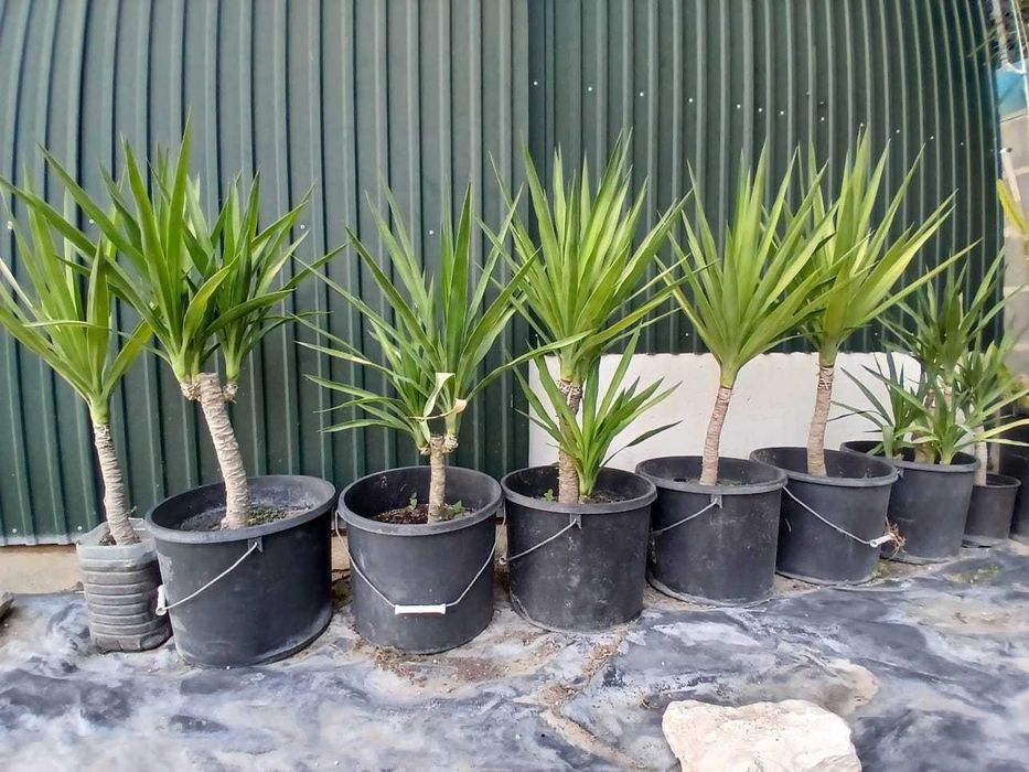 Palmeiras, Plantas decorativas Yuccas