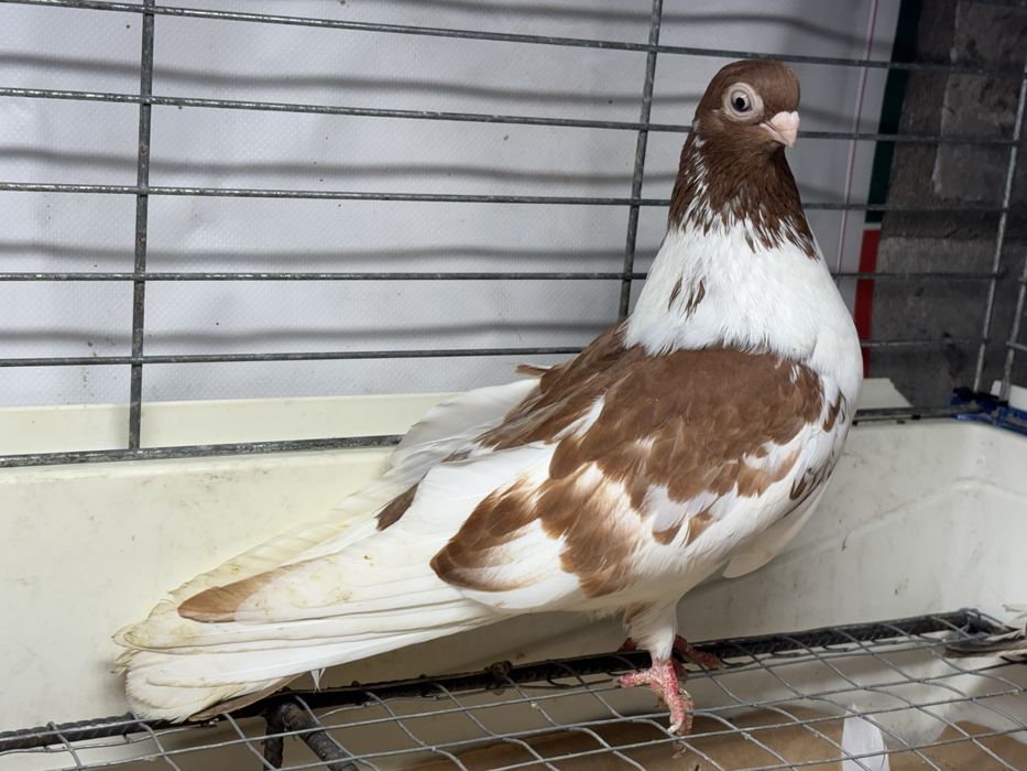 Gołębie zamojskie krótkodzioby