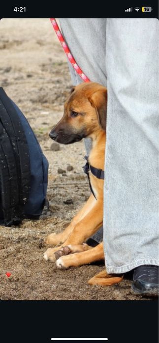 dou cadelinha de 1 ano