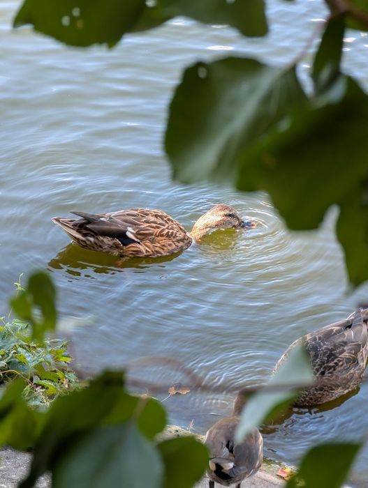 Google pixel 8 Pro | Только Харьков, Только сообщения.