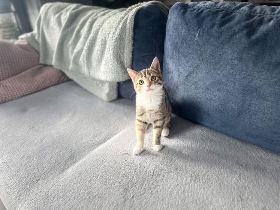 Marzenka - kotka do adopcji!
