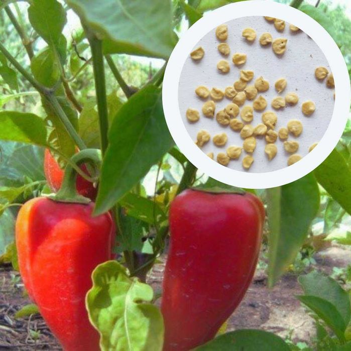 Перець солодкий насіння (14 сортів) перец сладкий семена