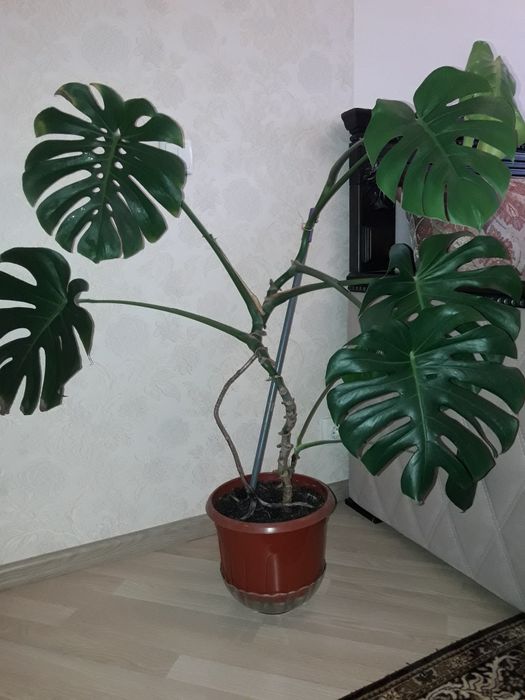 Продам монстеру . Высота 90 см. Ширина 110 см.