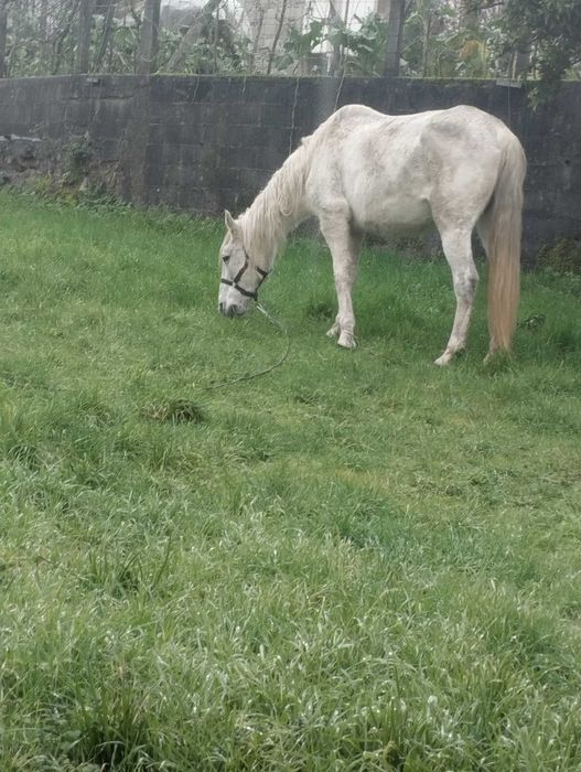 Égua lusitana com 11 anos