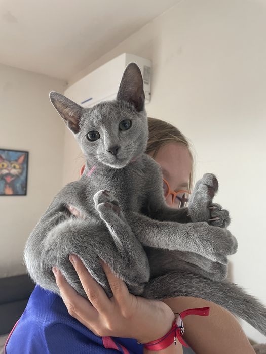 Koty, kocieta, koteczki Rosyjskie Niebieskie