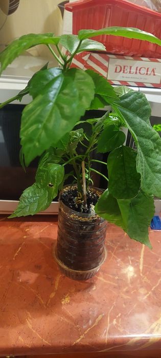 Гибискус ,эухариус ,Амаралис красный