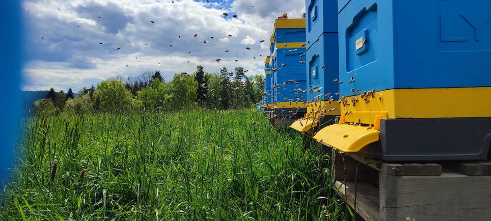 WCZESNE ODKŁADY Majowe ― Mocne PAKIETY Pszczół ― MŁODE MATKI na 2026!!